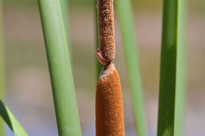 Southern Cattail has both male (staminate) and female (pistillate) flowers, male flowers on top, separated by a small naked stem, female flowers on the bottom. Typha domingensis 